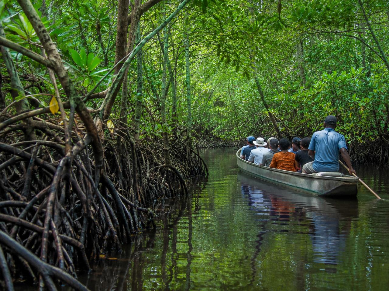 Mangrove Waterways